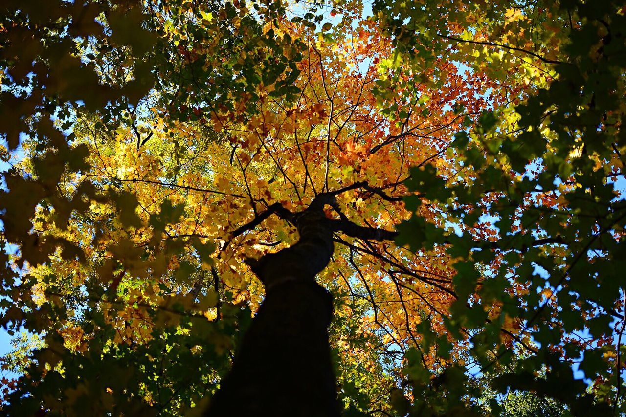 Low angle view of tree