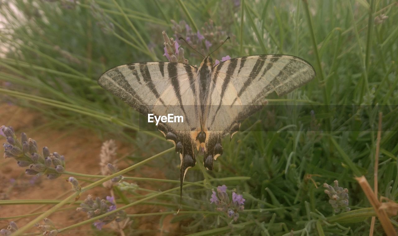 BUTTERFLY ON FLOWER