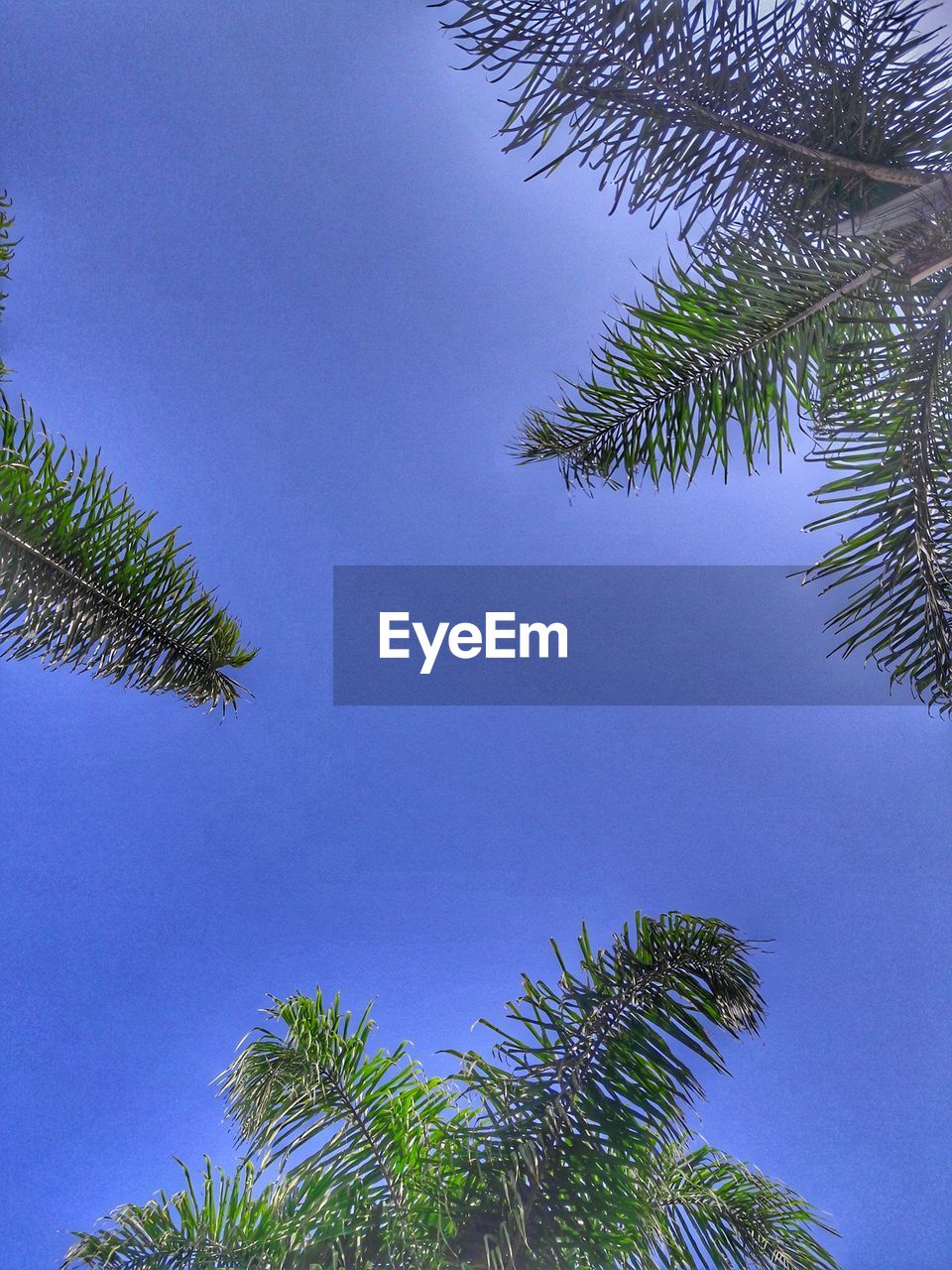 LOW ANGLE VIEW OF COCONUT PALM TREE AGAINST CLEAR BLUE SKY