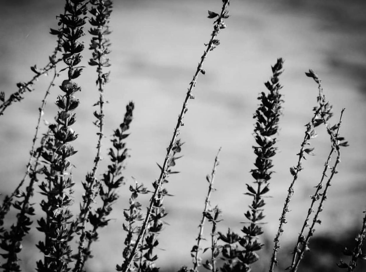 CLOSE-UP OF STALKS AGAINST BLURRED BACKGROUND