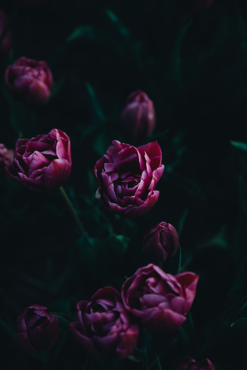 Close-up of tulip petals