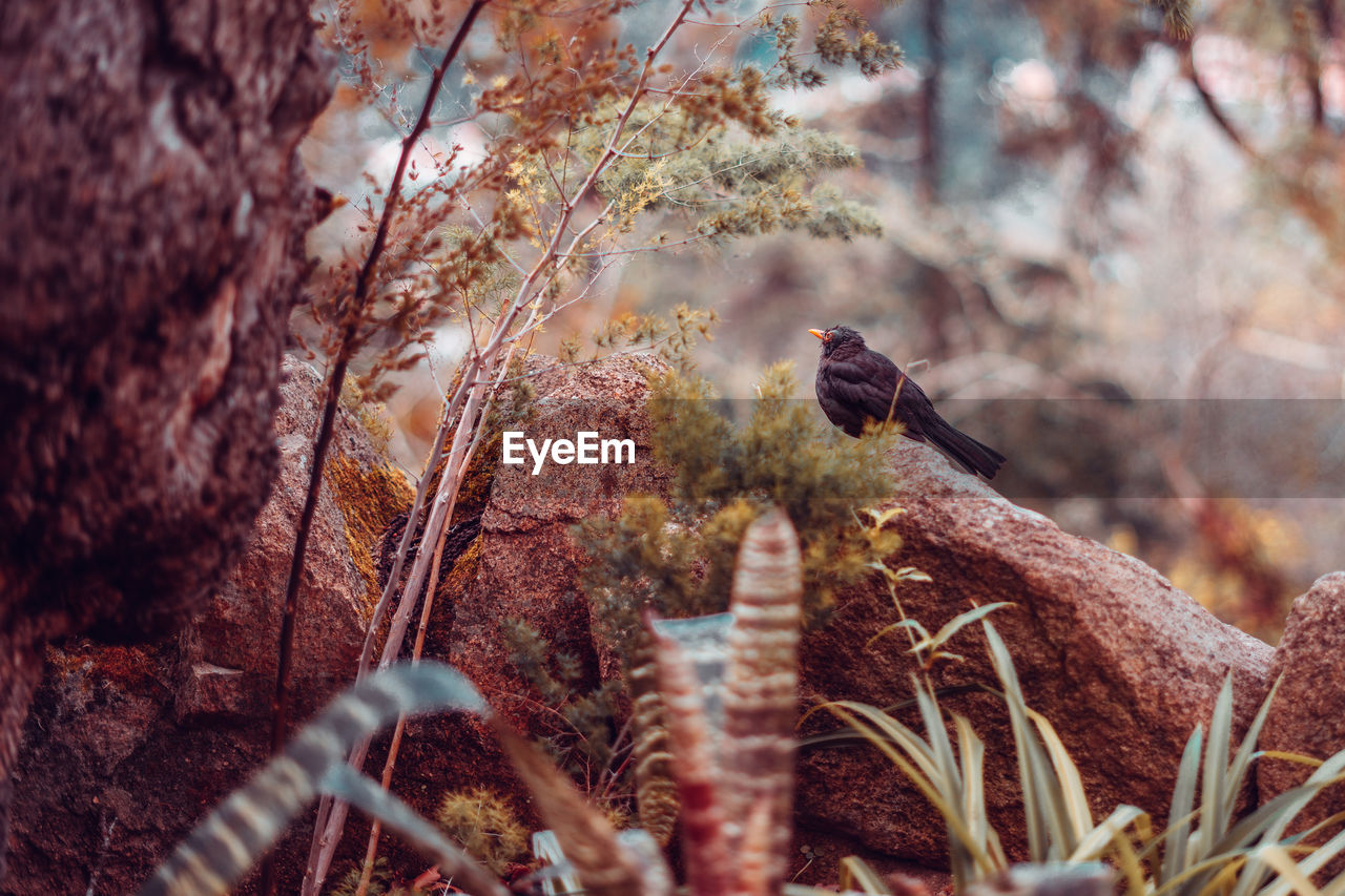 BIRD PERCHING ON A BRANCH