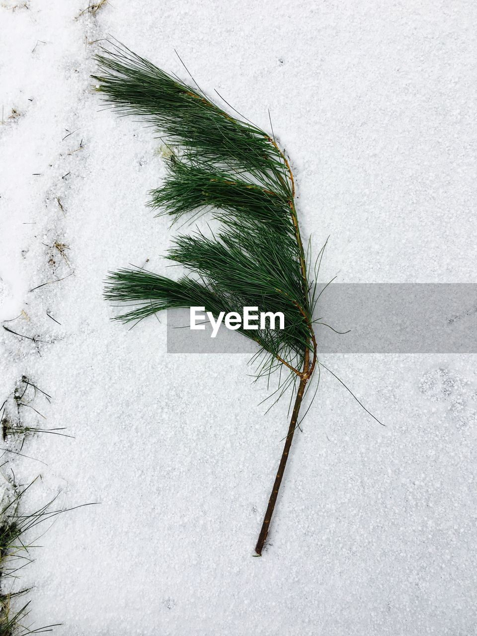 HIGH ANGLE VIEW OF LEAF ON TREE