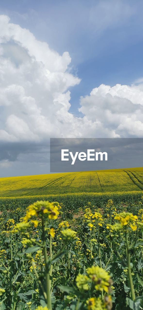 cloud, plant, landscape, sky, beauty in nature, field, growth, environment, land, flower, agriculture, rapeseed, yellow, rural scene, nature, flowering plant, freshness, produce, scenics - nature, crop, vegetable, canola, tranquility, food, farm, tranquil scene, oilseed rape, meadow, prairie, no people, day, springtime, rural area, horizon, idyllic, fragility, plain, horizon over land, grassland, outdoors, abundance, blossom, green, brassica rapa, cultivated, blue, non-urban scene, sunlight