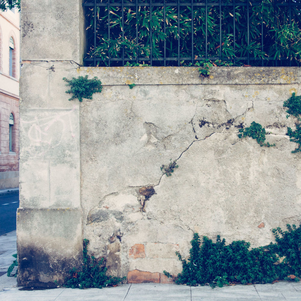 PLANTS GROWING ON WALL