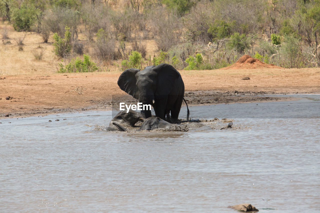 VIEW OF A ELEPHANT IN A WATER