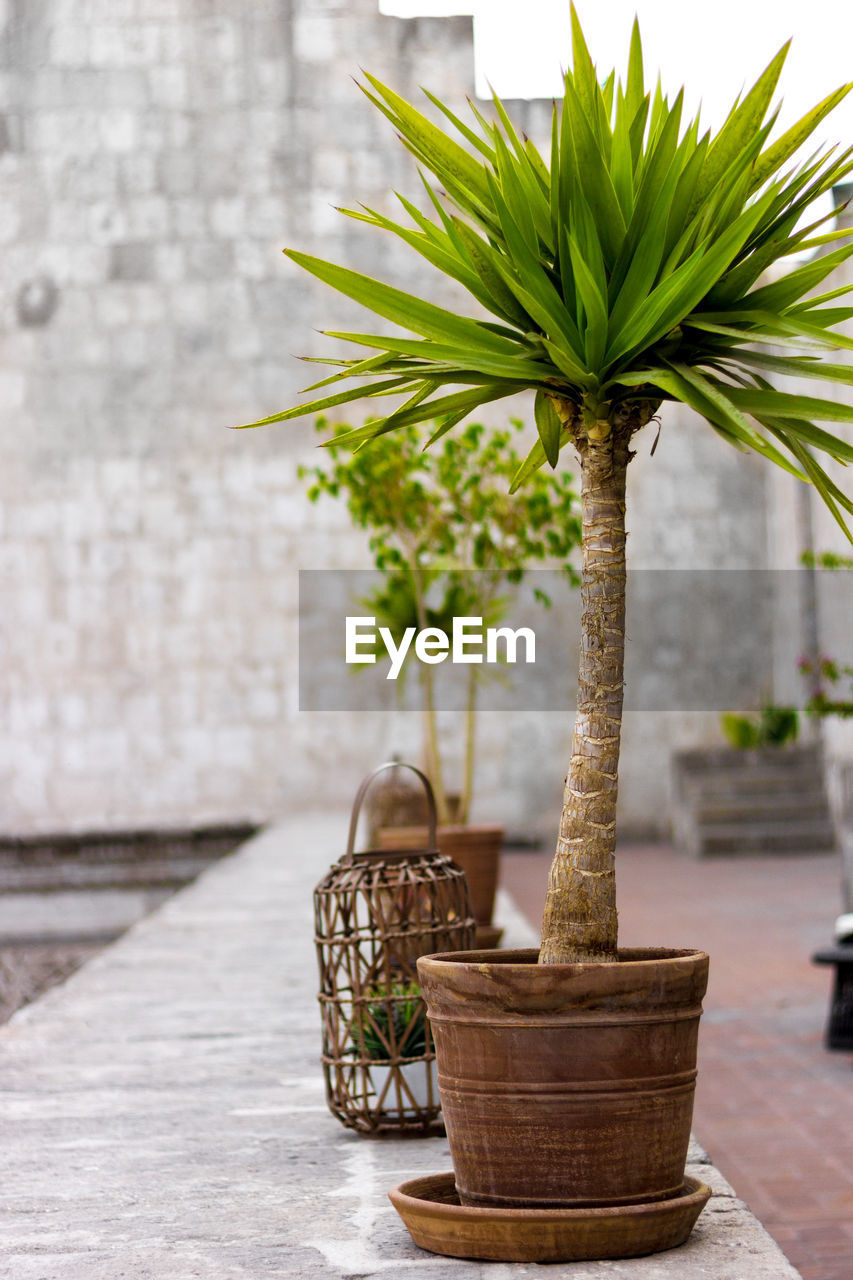 Potted plants in pots