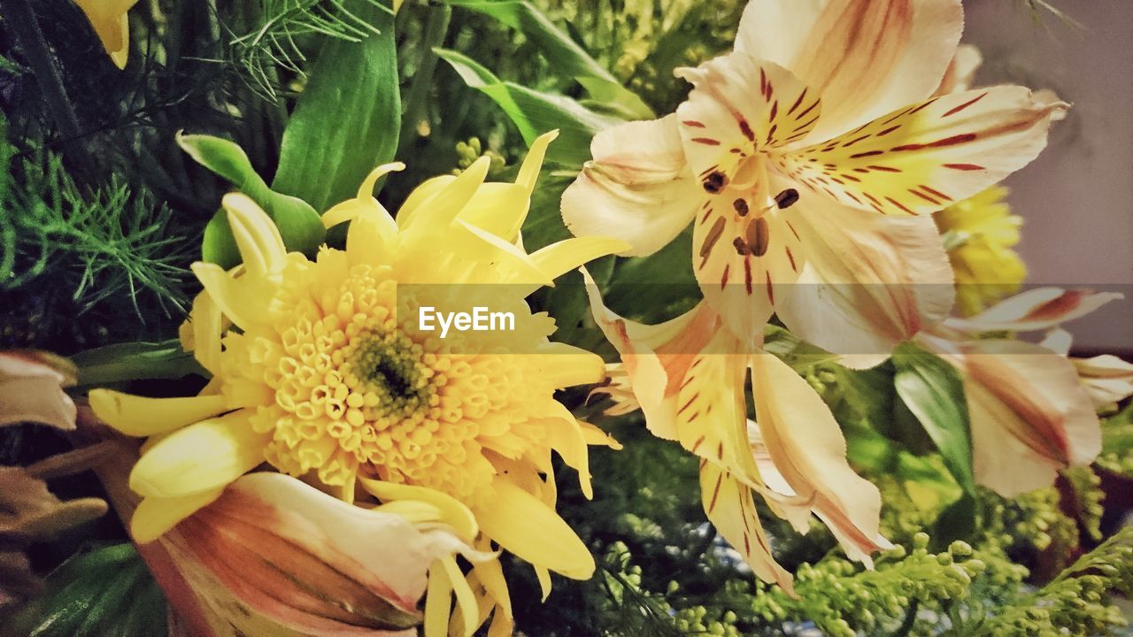 CLOSE-UP OF FRESH YELLOW FLOWER BLOOMING IN GARDEN