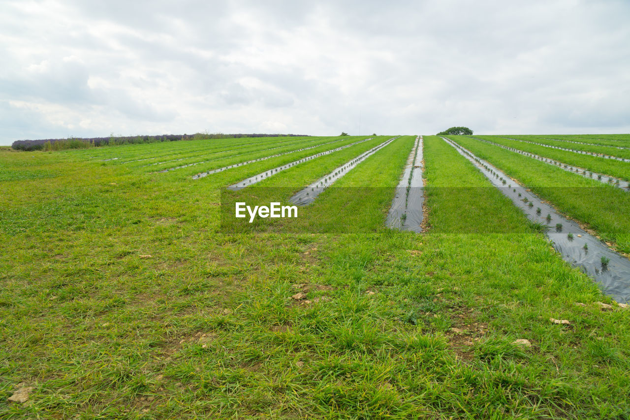 SCENIC VIEW OF AGRICULTURAL LANDSCAPE AGAINST SKY