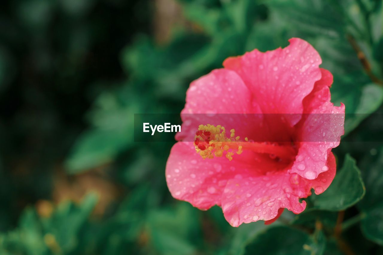 CLOSE-UP OF PINK WET ROSE