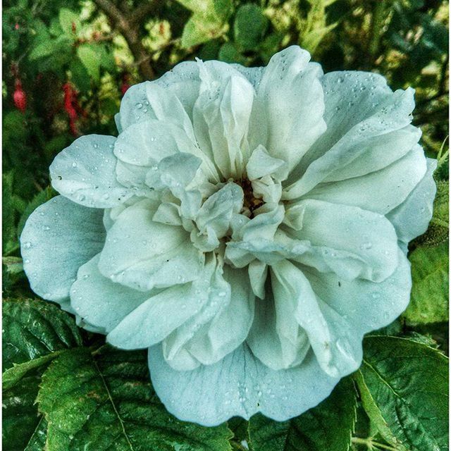 CLOSE-UP OF PINK FLOWERS BLOOMING OUTDOORS