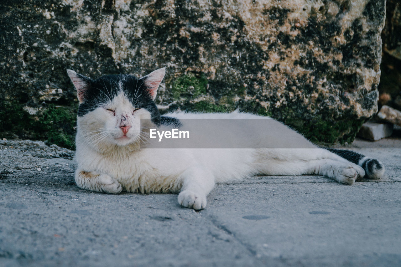 PORTRAIT OF A CAT LYING DOWN ON FOOTPATH