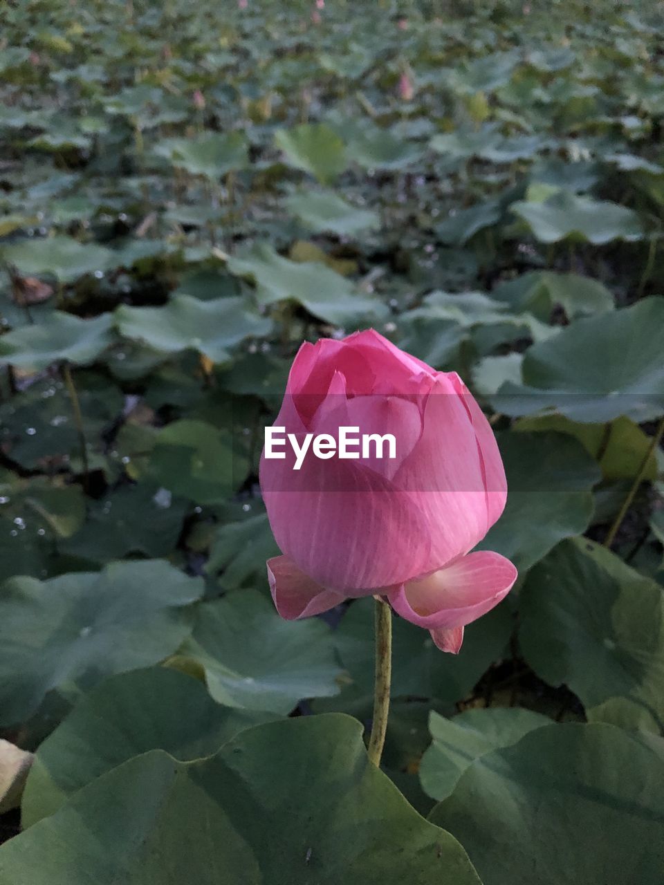 CLOSE-UP OF PINK ROSE IN LOTUS WATER