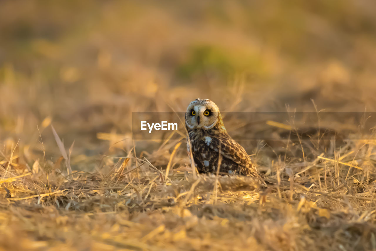 CLOSE-UP OF BIRD ON FIELD