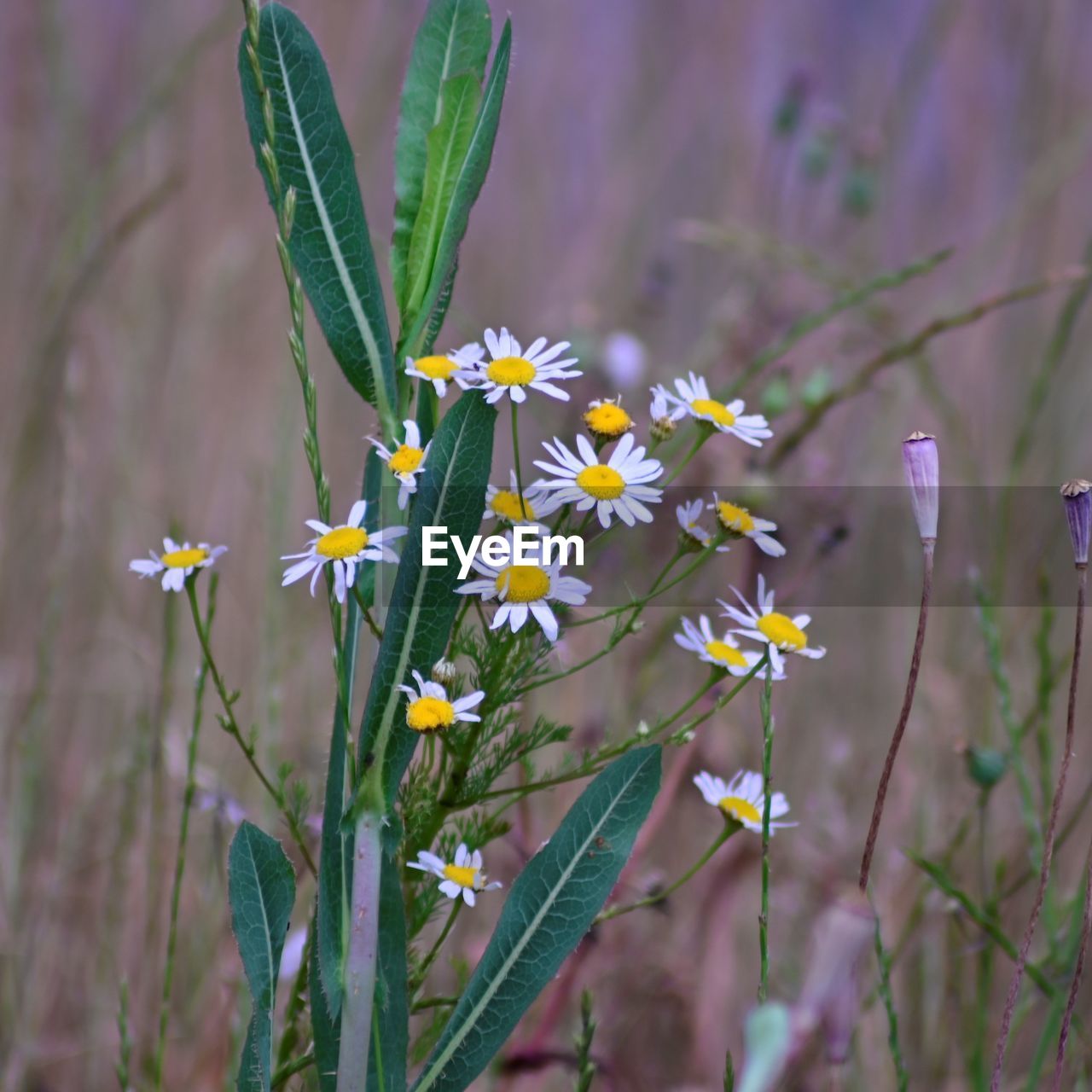 CLOSE-UP OF FLOWERING PLANTS ON LAND