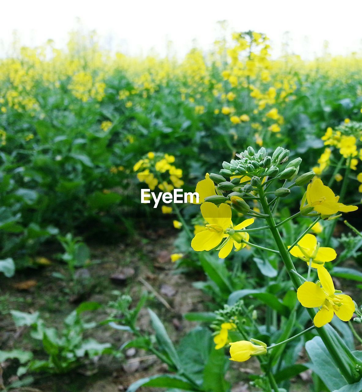 YELLOW FLOWERS BLOOMING IN FIELD