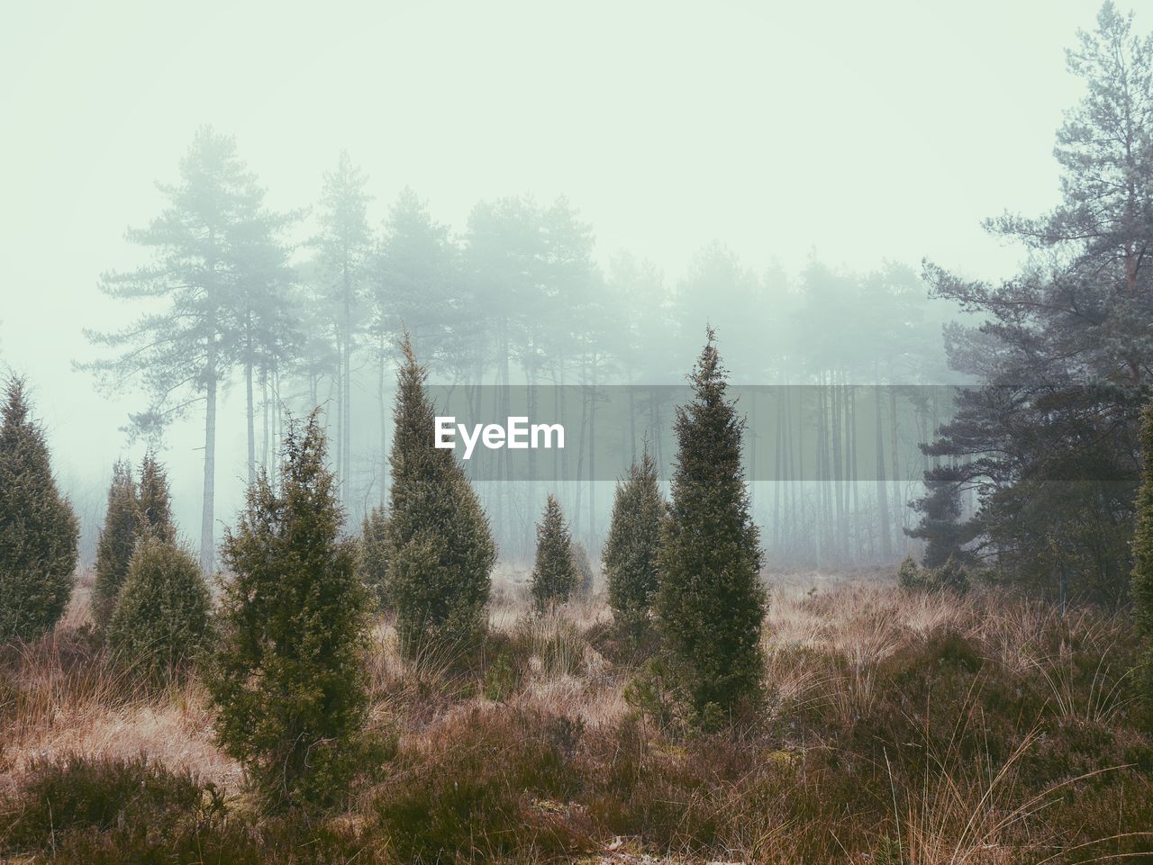 Trees in forest against sky