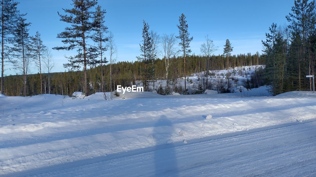 snow, winter, tree, cold temperature, plant, nature, land, coniferous tree, pine tree, forest, scenics - nature, environment, landscape, beauty in nature, pinaceae, sky, pine woodland, blue, tranquil scene, no people, non-urban scene, tranquility, white, woodland, sunlight, day, piste, frozen, mountain, outdoors, footwear, mountain range, evergreen tree, clear sky, travel, remote