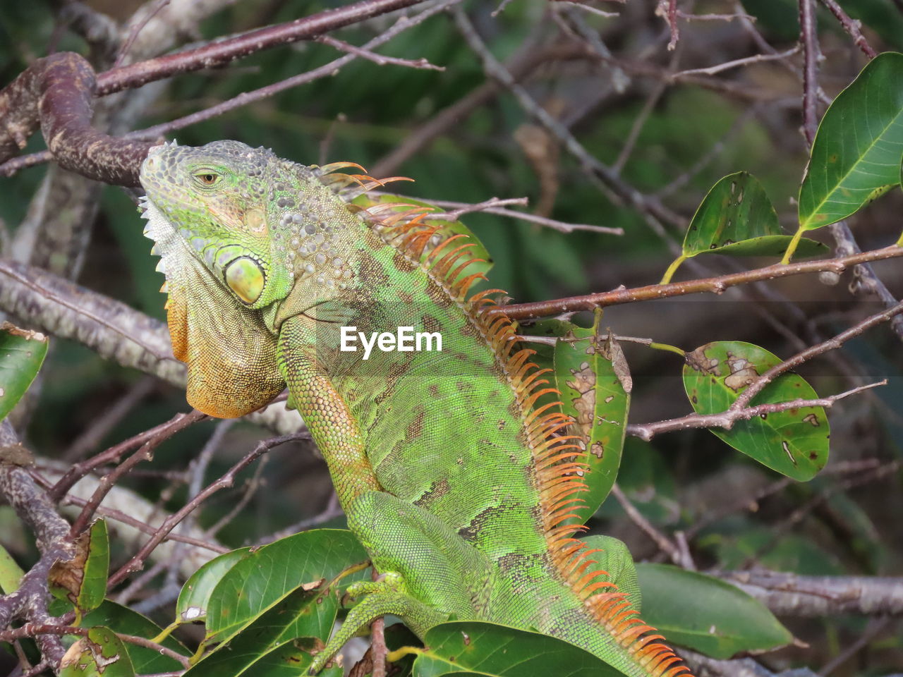 Closeup of an iguana in a tree