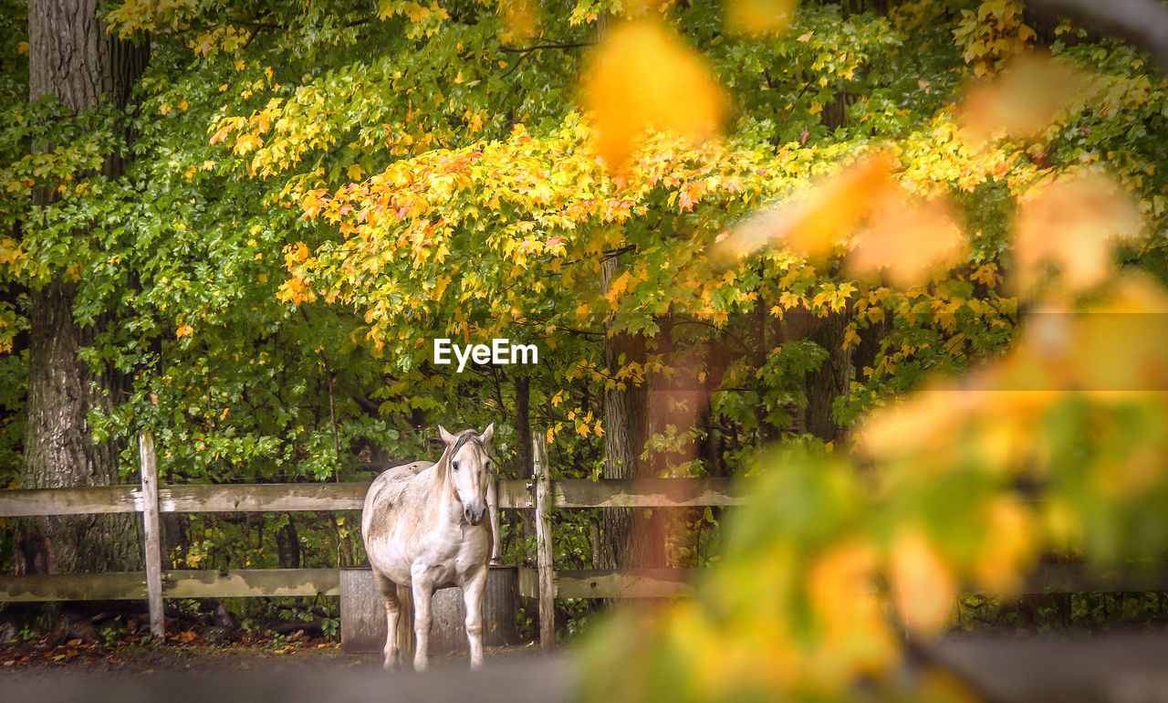 HORSE OUTDOORS