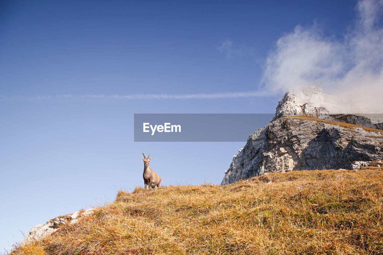 Ibex capra, haute-savoie, france