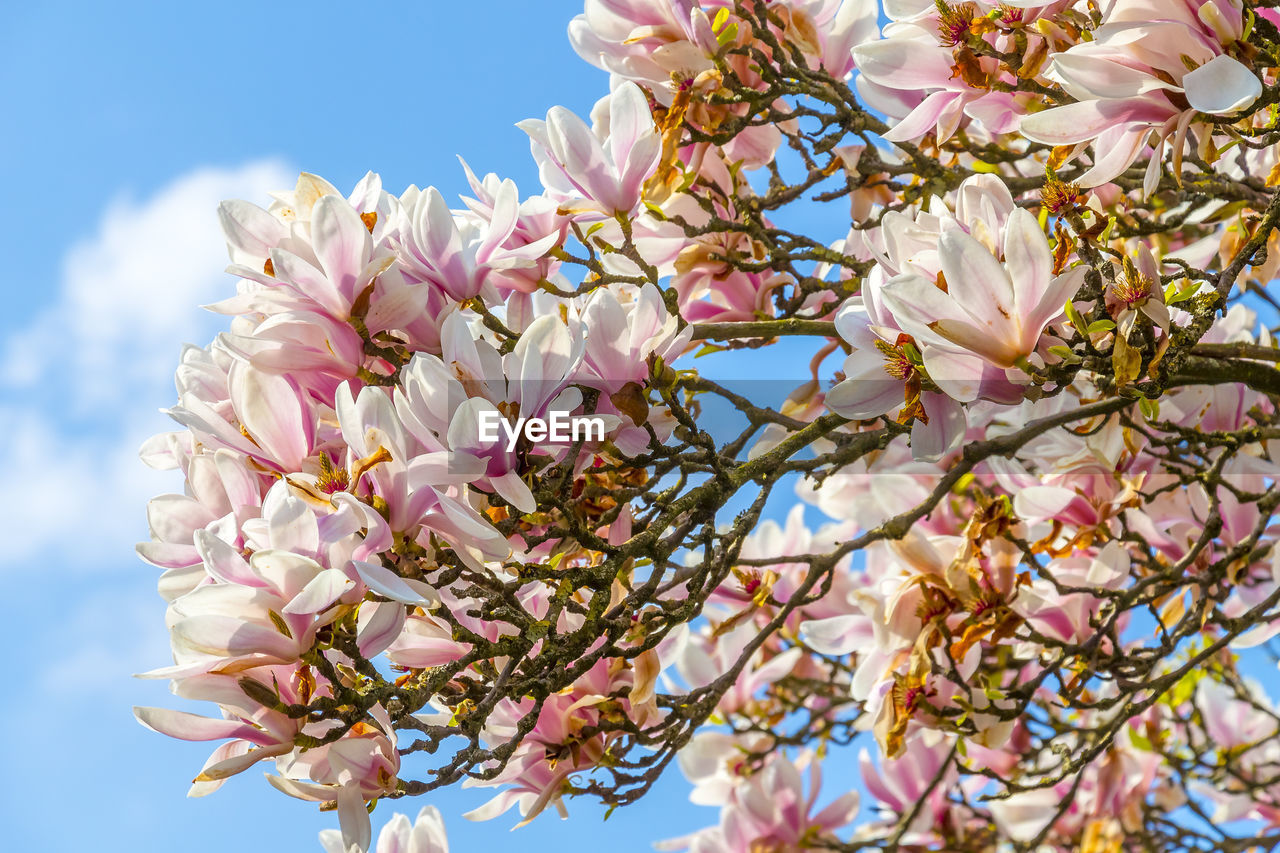 Low angle view of pink magnolia flowers blooming against sky
