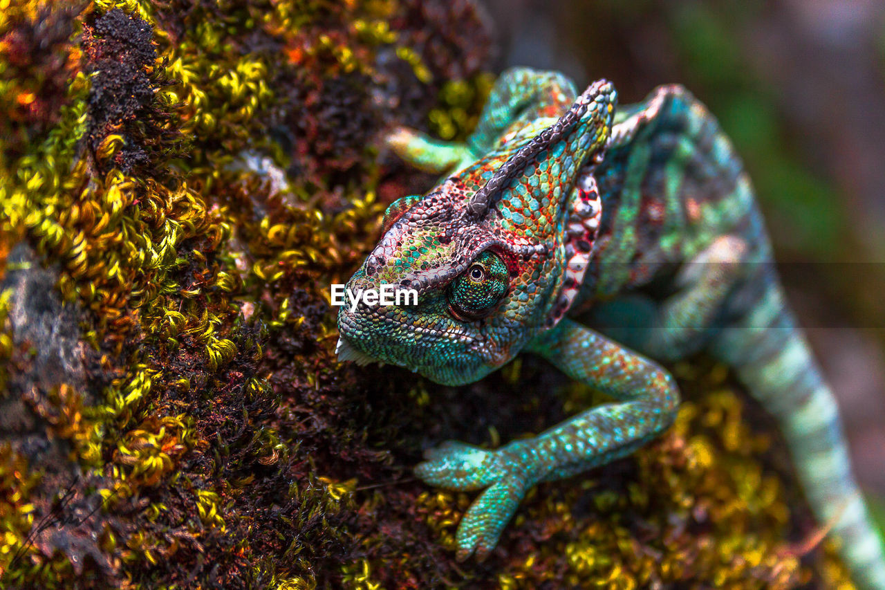 Close-up of chameleon on plant