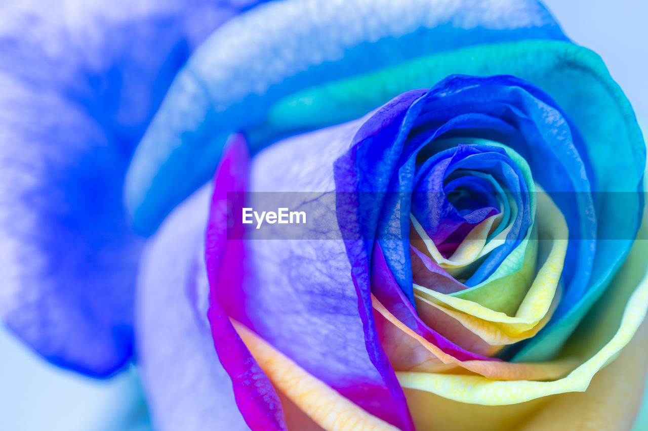CLOSE-UP OF ROSE AGAINST BLUE SEA