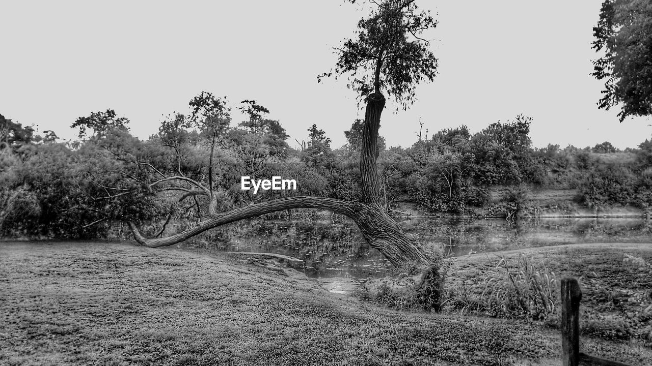 TREES ON FIELD AGAINST SKY