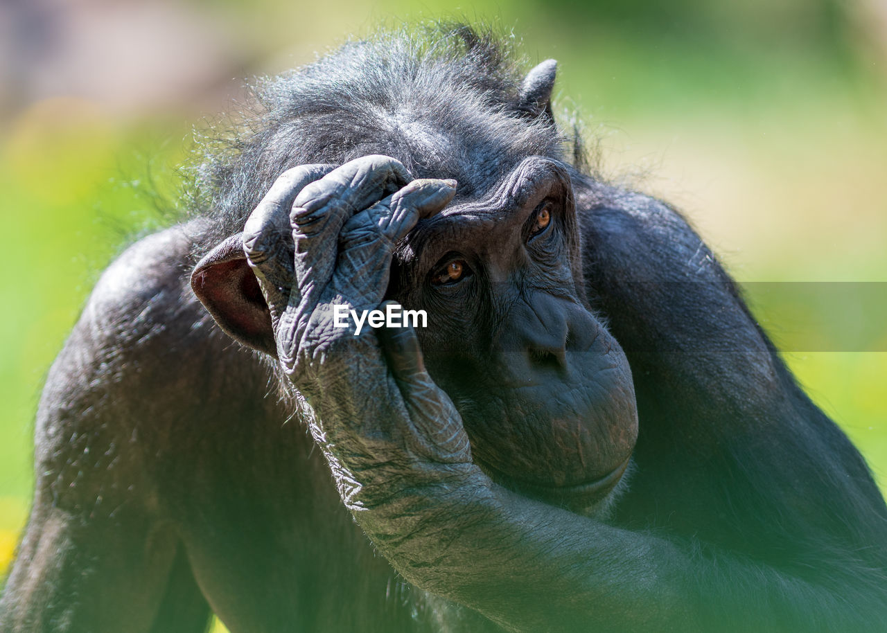 Chimpanzee scratching its head