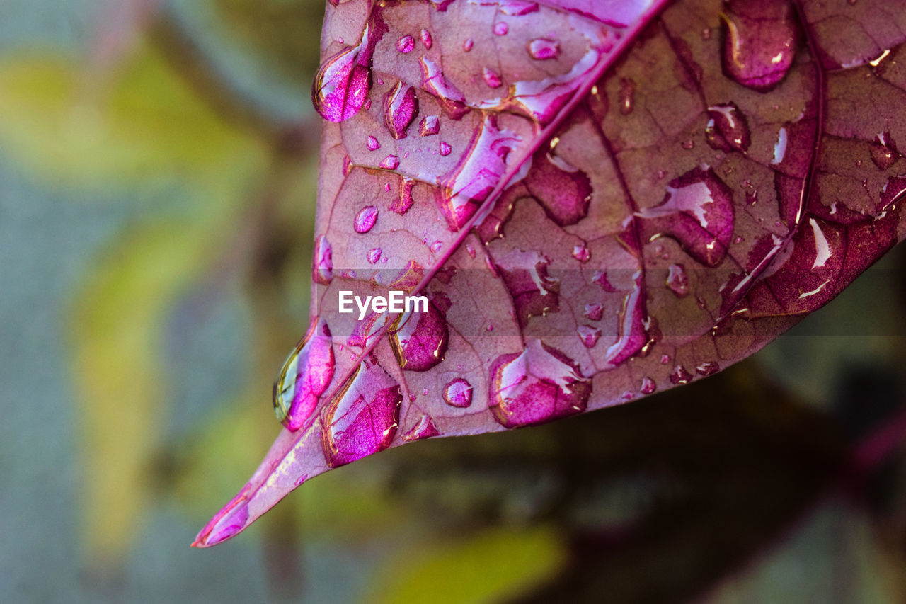 Close-up of raindrops on pink leaves