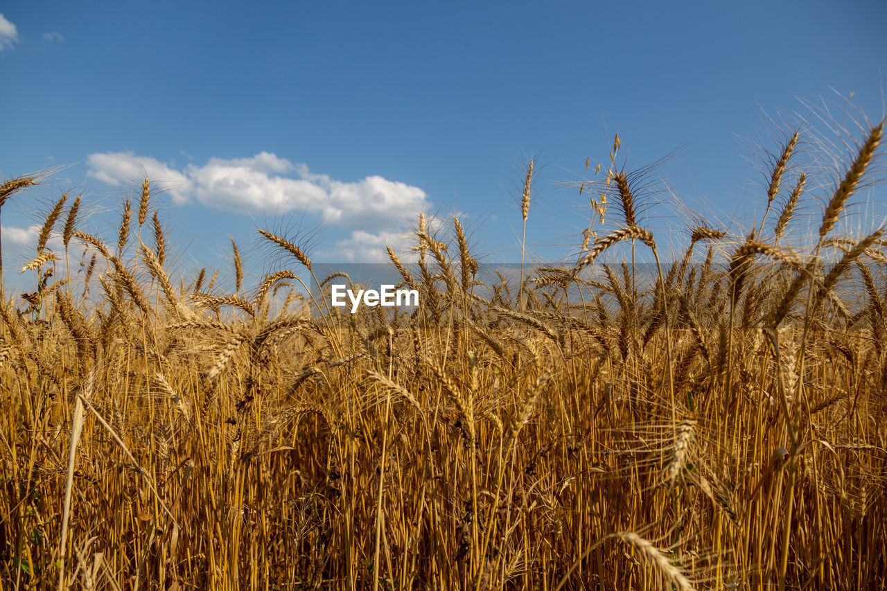 close-up of wheat field against clear sky