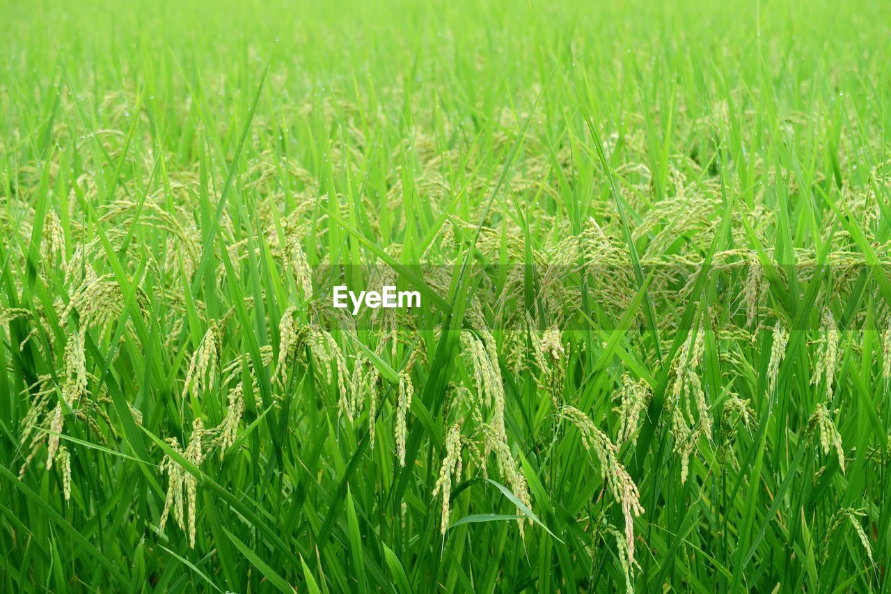 CLOSE-UP OF CORN FIELD