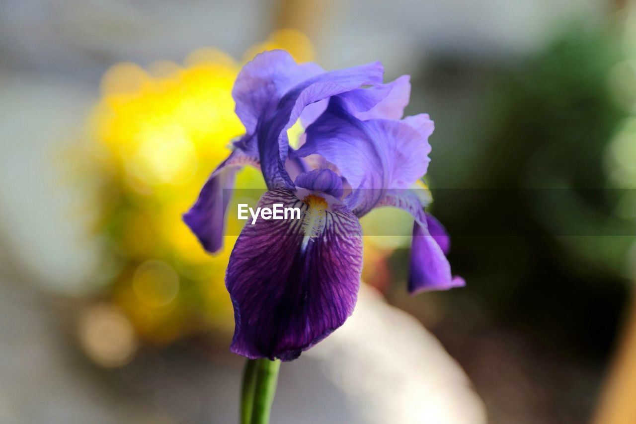 Close-up of purple iris blooming outdoors