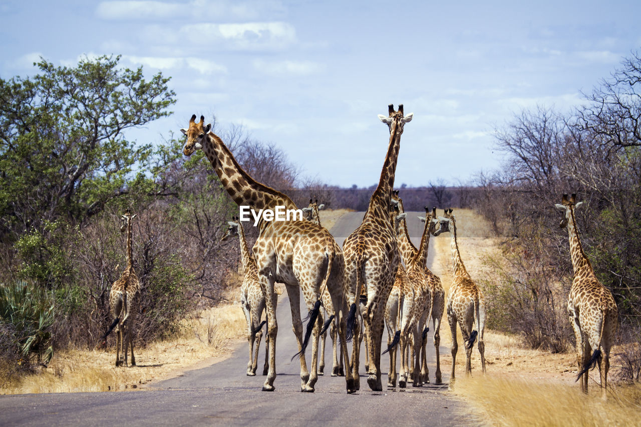 Giraffes walking on road