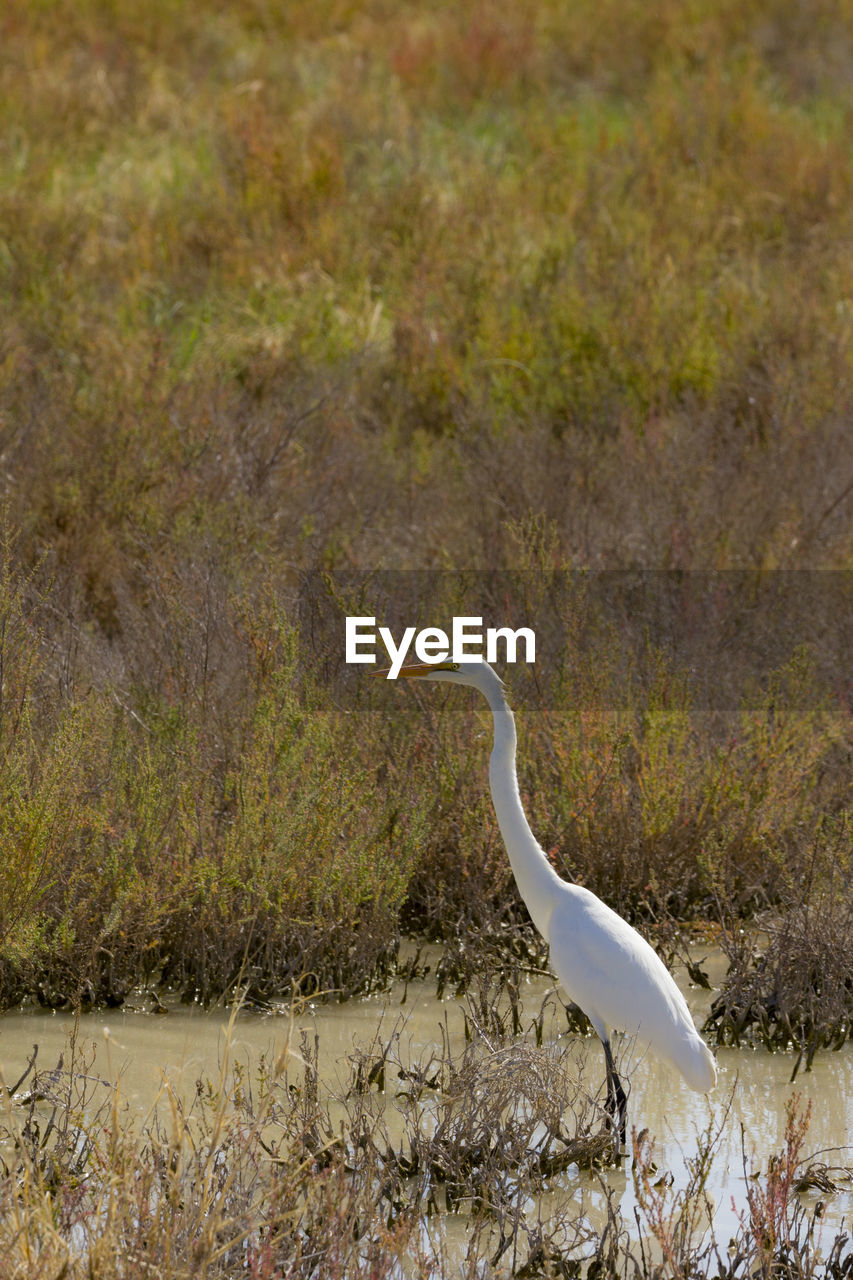 BIRD ON A FIELD