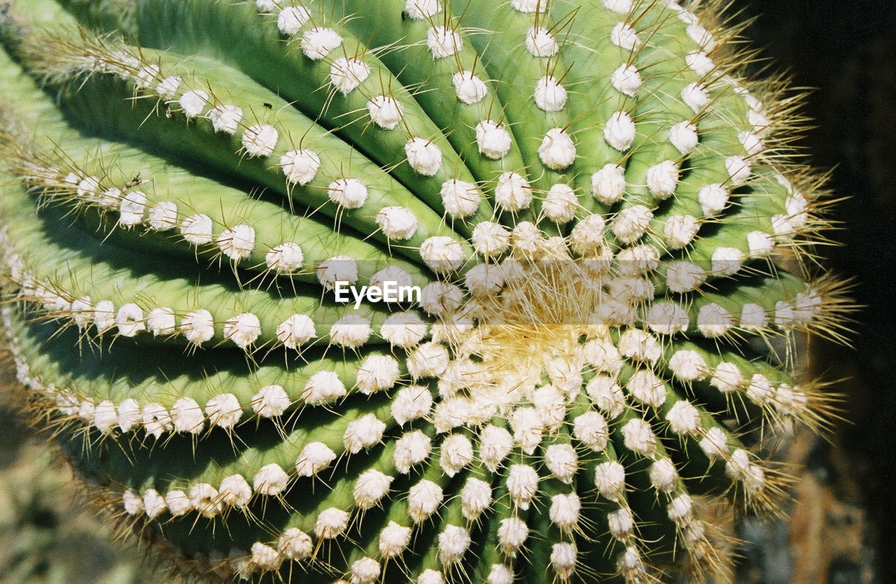 plant, nature, cactus, flower, succulent plant, beauty in nature, close-up, macro photography, thorns, spines, and prickles, no people, plant stem, growth, thorn, green, outdoors, sharp, spiked, day, focus on foreground, pattern, botany, flowering plant, freshness