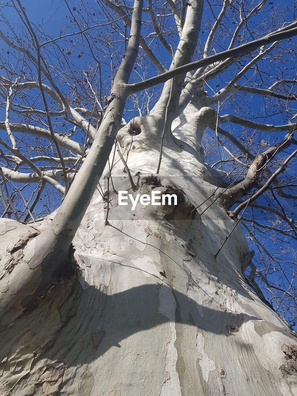 LOW ANGLE VIEW OF BARE TREE AGAINST SKY