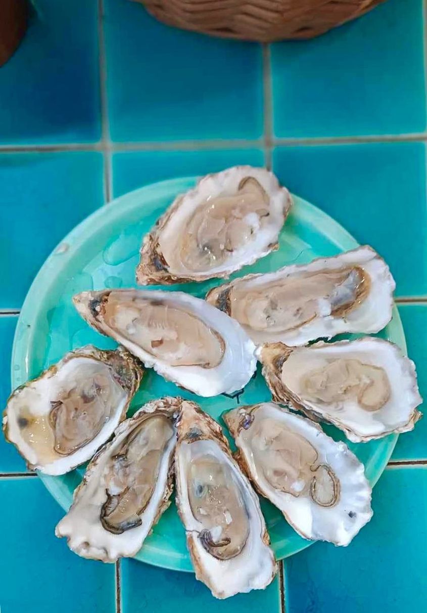 food, food and drink, oyster, seafood, freshness, animal, healthy eating, no people, high angle view, wellbeing, blue, shellfish, indoors, crustacean, shell, plate, directly above, dish, animal shell, raw food, animal wildlife