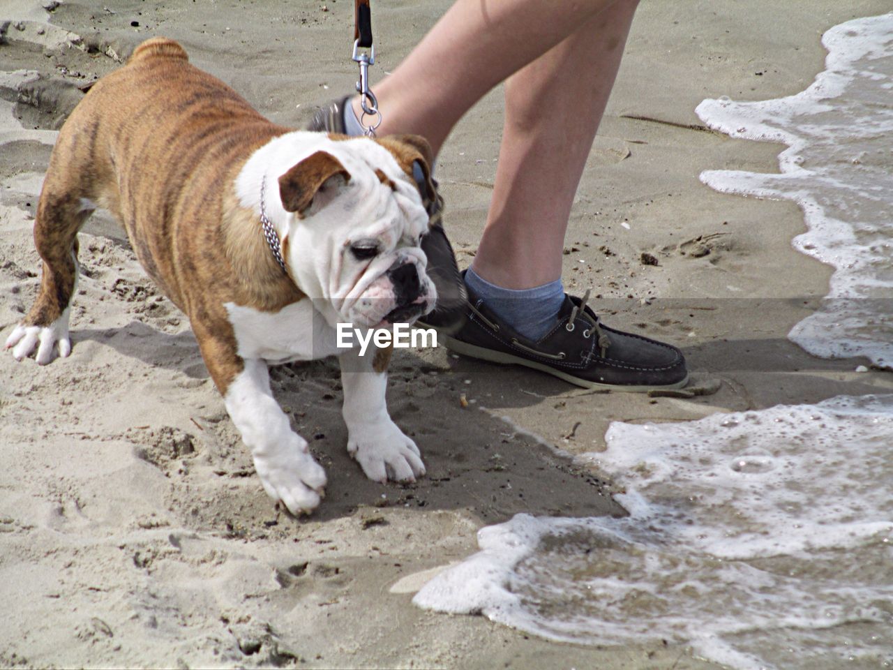 Low section of person with english bulldog walking at beach