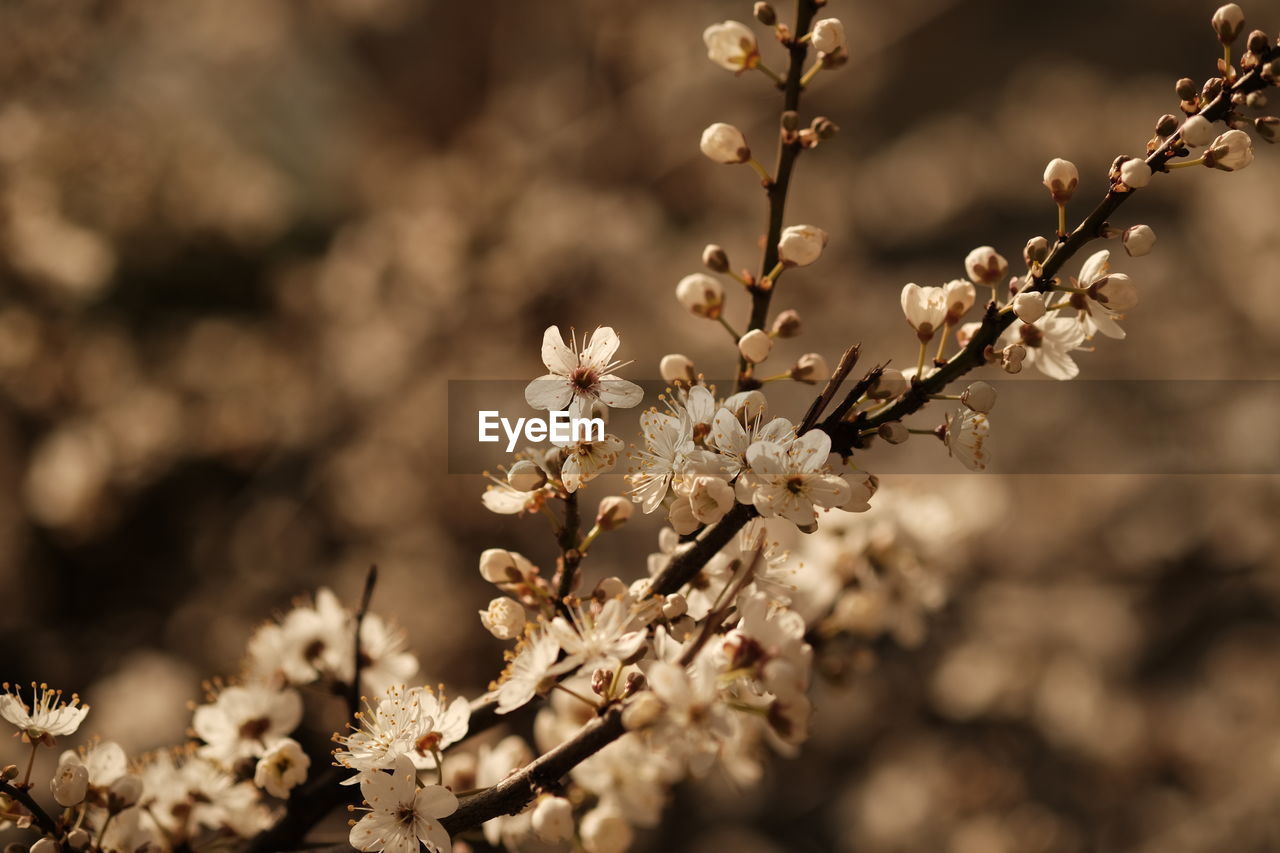 plant, flower, spring, flowering plant, blossom, tree, freshness, beauty in nature, springtime, nature, macro photography, fragility, close-up, branch, growth, food and drink, no people, food, fruit, cherry blossom, focus on foreground, outdoors, almond tree, produce, white, leaf, botany, selective focus, environment, sunlight, agriculture, flower head, twig, day, landscape, inflorescence, almond, fruit tree, backgrounds, sky, tranquility, cherry tree