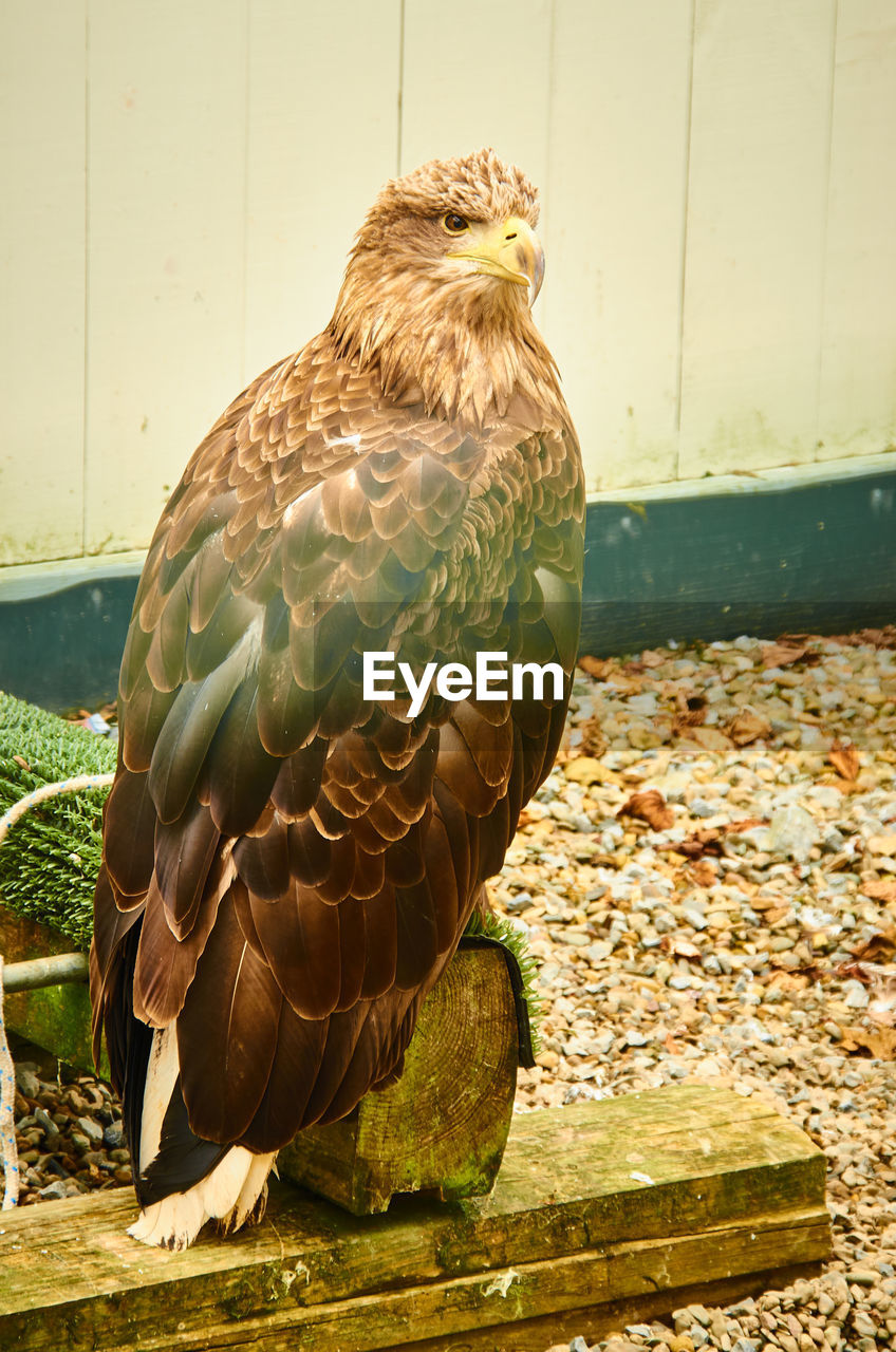 CLOSE-UP OF A BIRD