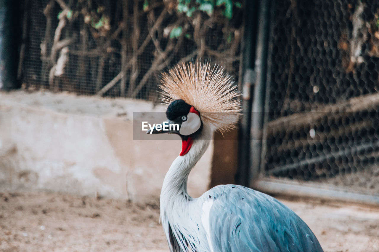 Close-up of bird