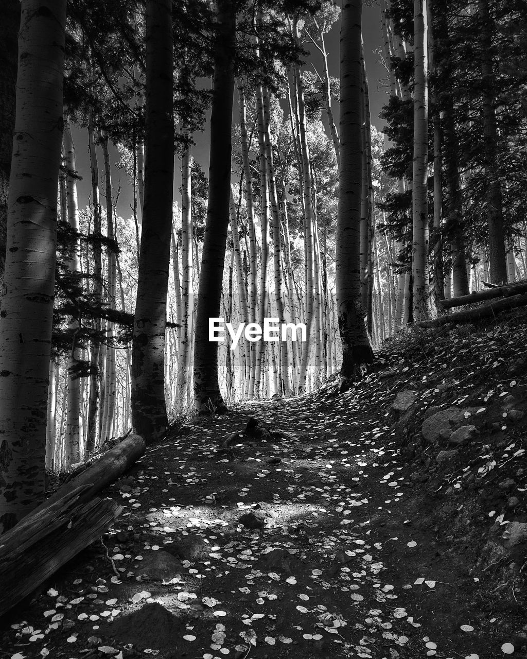 Pathway along trees in the forest