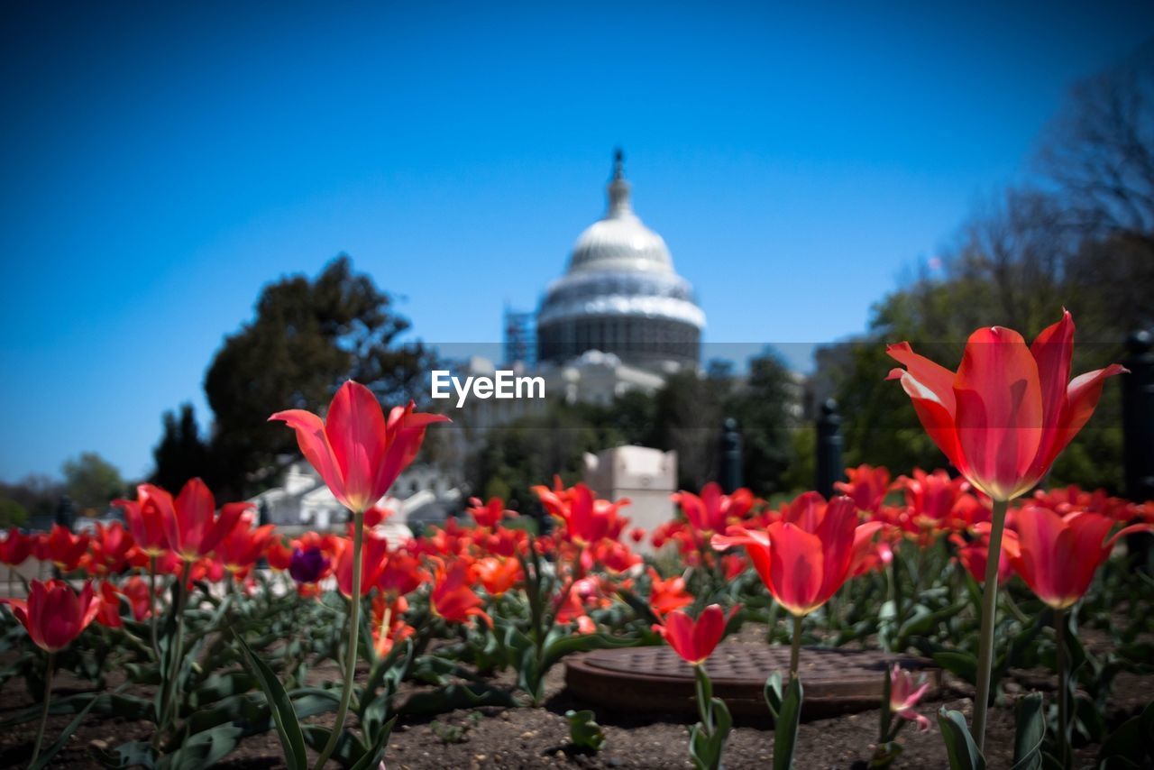 Red tulips growing at garden with capitol building in background against blue sky