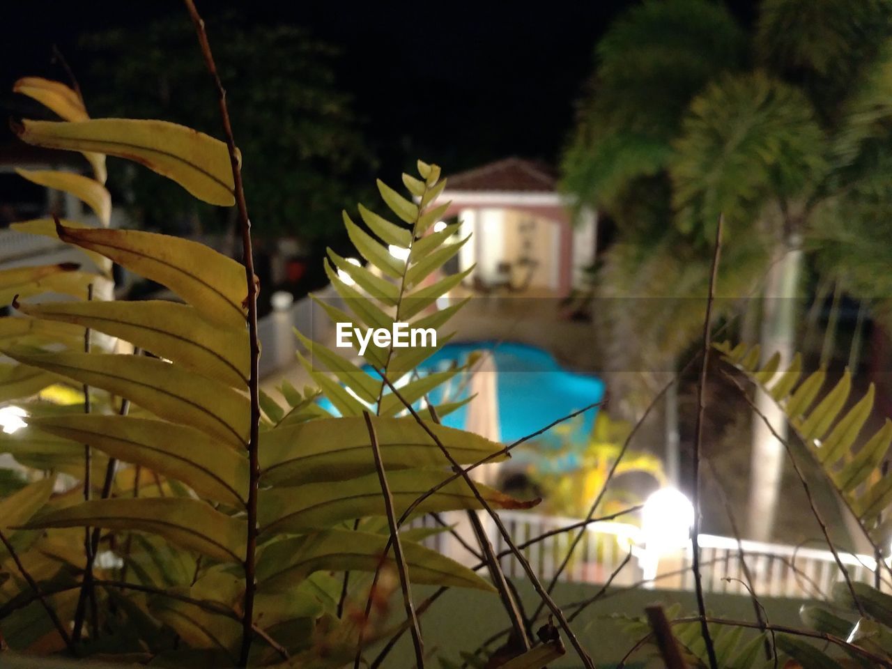 CLOSE-UP OF PALM TREE WITH PLANTS