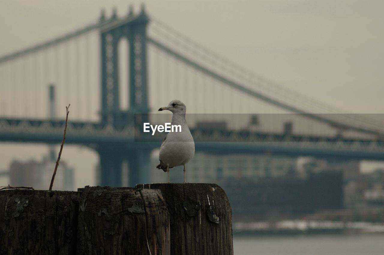 CLOSE-UP OF SEAGULL PERCHING ON BRIDGE OVER RIVER