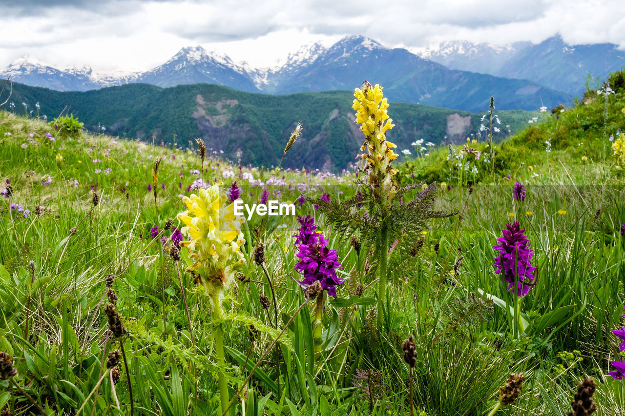 Close-up of purple flowering plants on alpine meadow