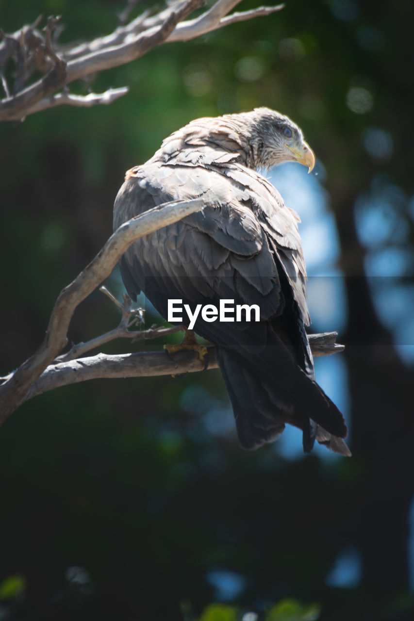 Black kite perched on a tree branch. lake victoria, tanzania.