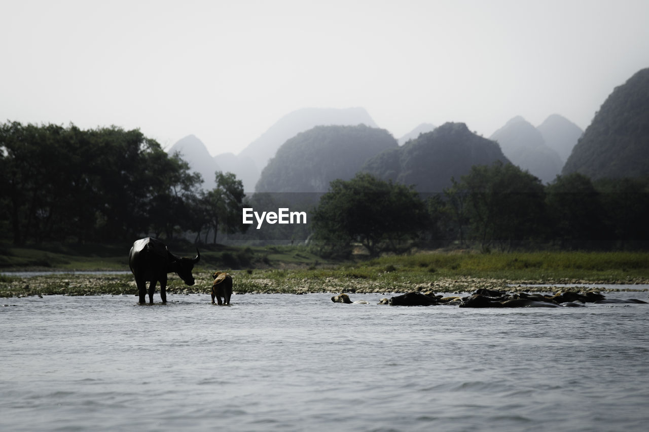 VIEW OF HORSES ON RIVERBANK